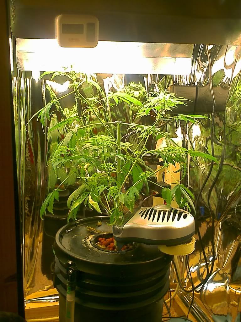 An inexpensive DIY grow light | Grasscity Forums